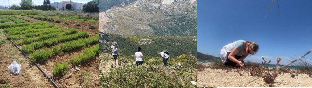 Γενετική βελτίωση οπωροκηπευτικών
